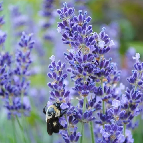 Lavender (true) French oil - Certified Organic 5
